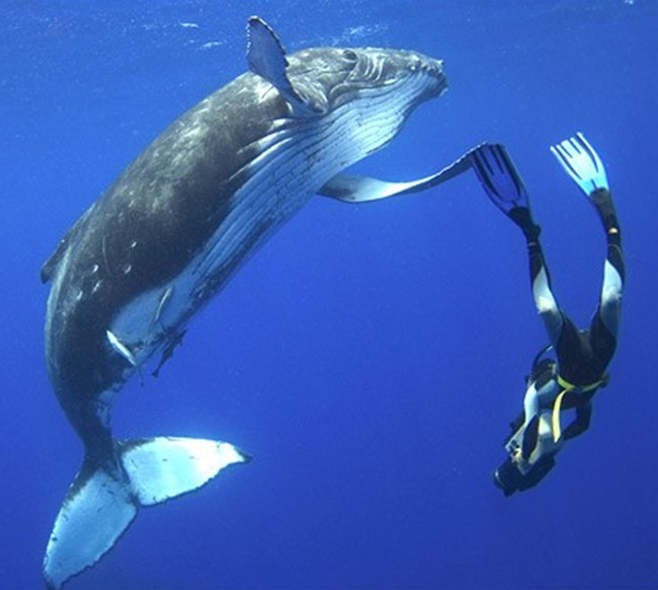 Swimming-with-Humpback